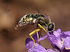 Flies (Diptera)